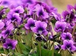 紫花地丁草图片，紫花地丁花语