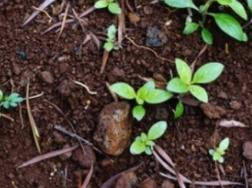 小白虫是从哪里来的,家里的花有小白虫怎么办