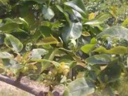 梨子树怎么种植，梨子树病虫害的种类及防治方法