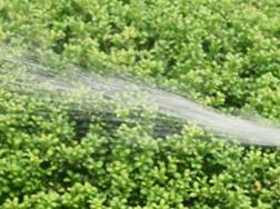 园林绿化养护浇水方法