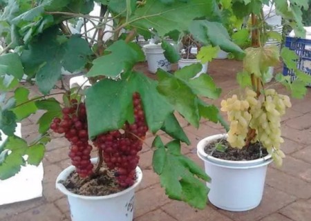 家庭阳台盆栽葡萄方法