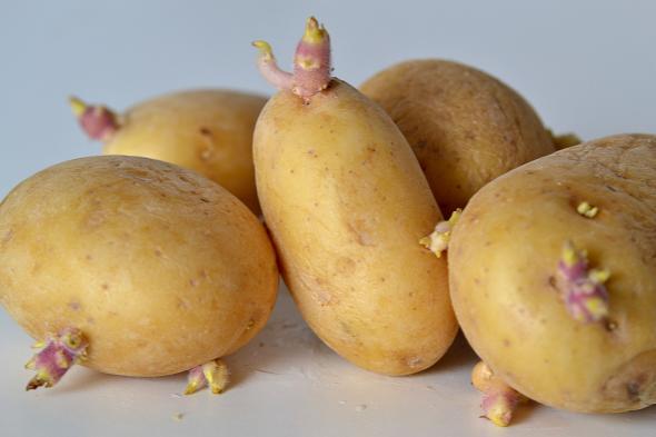 发芽的土豆还能吃吗？