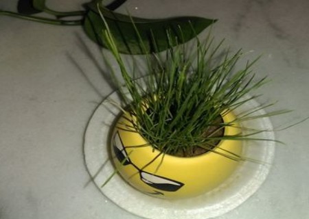 小草盆栽种植方法图解