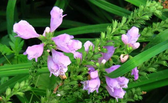 假龙头花的生长环境，源自北美喜爱湿润和光照/成株十几块