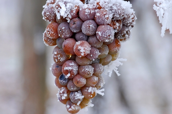 葡萄冬季防寒措施有哪些 需要注意些什么