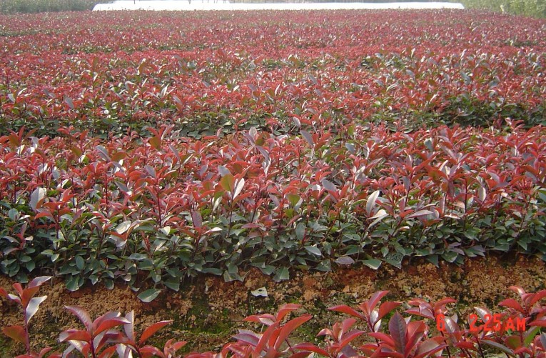 红叶石楠不同季节的施肥对策