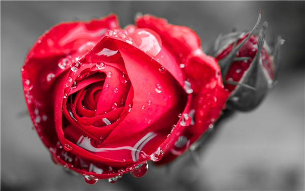 玫瑰花多久浇一次水 方法是什么