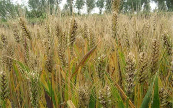 小麦和大麦的区别 二者有什么不同