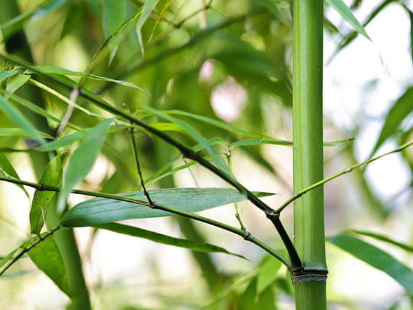 四季竹的习性及品种简介