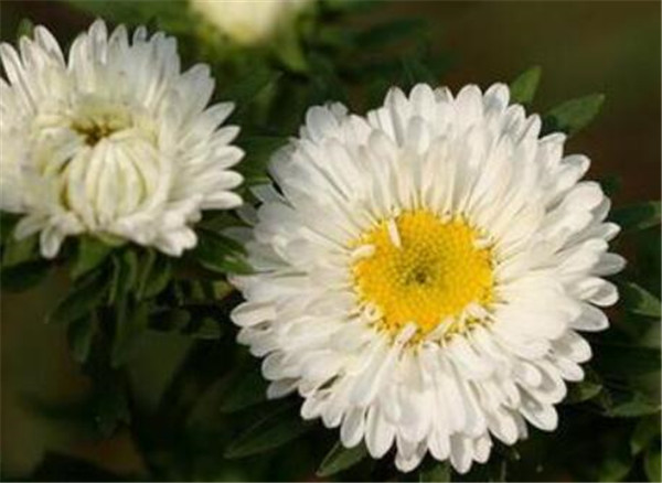 白色翠菊的花语和寓意 白色翠菊怎么养