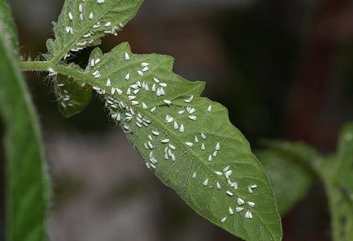怎么消灭花上的白粉虱 教你6个除虫方法