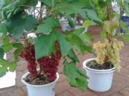 家庭阳台盆栽葡萄方法