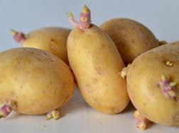 发芽的土豆还能吃吗？