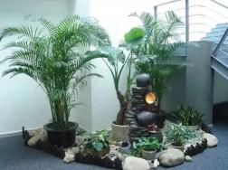 几十种适合室内养的植物