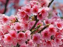 櫻花盆栽冬天該怎么養，如何安全過冬