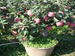 盆栽蘋果樹一盆多少錢，怎么養護