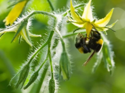 冬季使用熊蜂授粉需要注意什么，高效授粉方法是什么