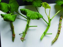 天竺葵的扦插方法，百分之百的成活率