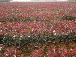 红叶石楠不同季节的施肥对策
