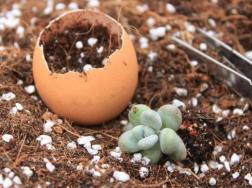 花盆里放鸡蛋壳有什么作用(鸡蛋壳直接放花盆里可以吗)
