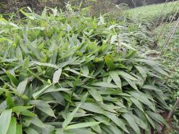 阔叶箬竹生长习性与养护管理