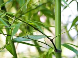 四季竹的习性及品种简介
