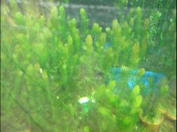 金魚藻圖文片，金魚藻怎么養