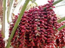 椰枣树可盆栽几年结果，挂果时间在几月份