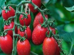小西紅柿栽培方法和管理要點
