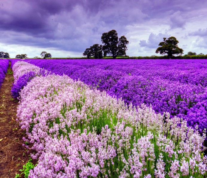 紫色的花有哪些