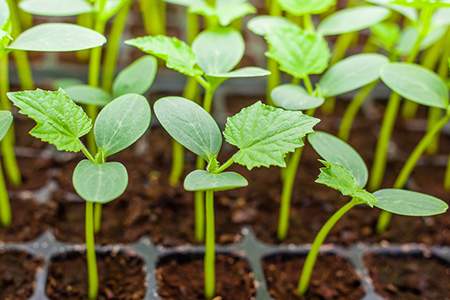 家里养带刺的植物风水不好吗