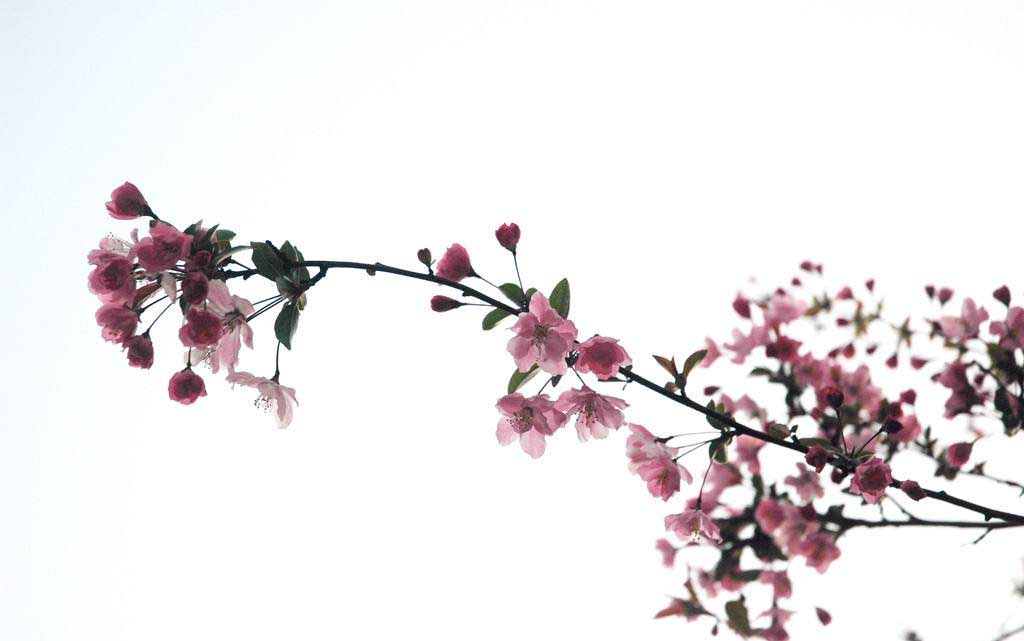 什么是桃花运和桃花运，什么是桃花运和桃花劫