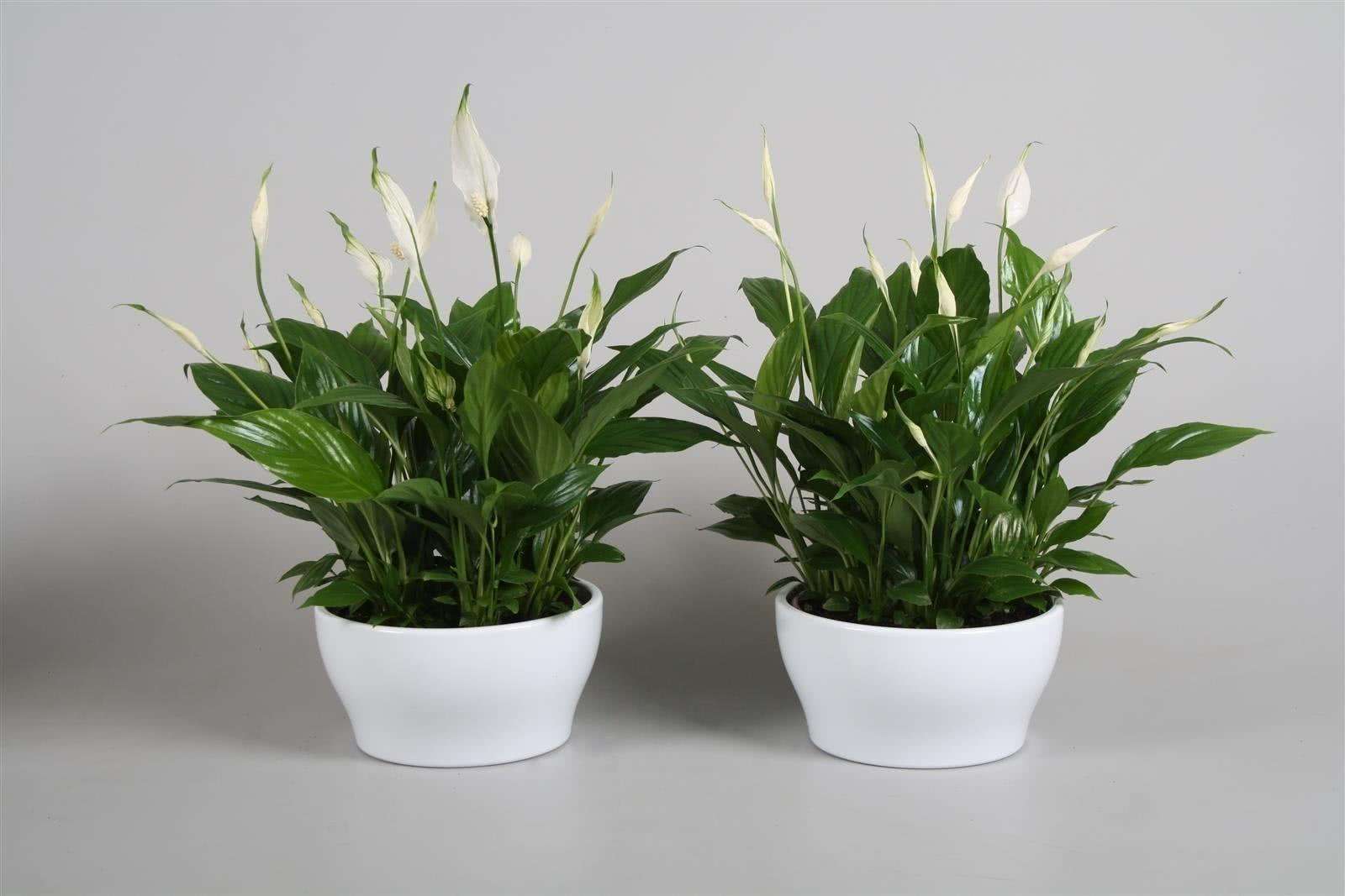 家怎穷都要养这四种花是啥花，家里再