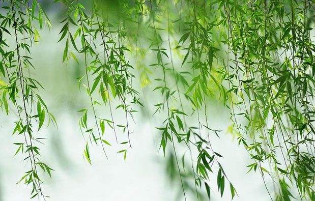 招财的植物必须遵守的五大法则