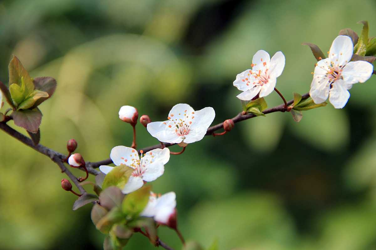 身体好，家里种什么花风水好，花卉植物风水解析