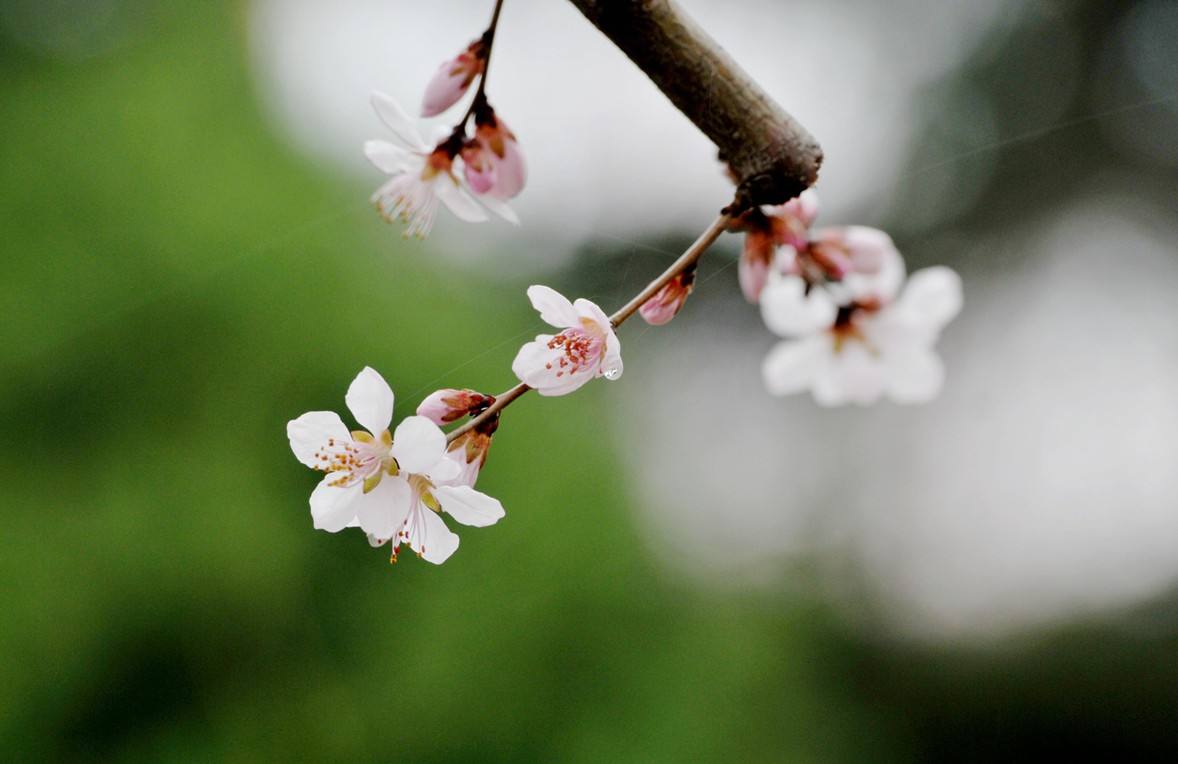 在居室环境中我们的桃花要怎么布局