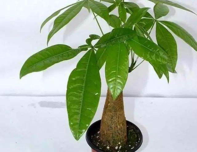 家庭种植风水，家庭旺财风水，种植什么