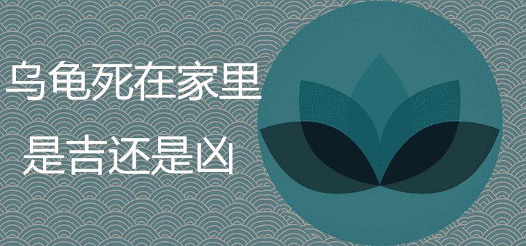 乌龟死在家里是吉是凶 乌龟风水，乌龟死在家里是吉是凶 有哪些风水注意事项