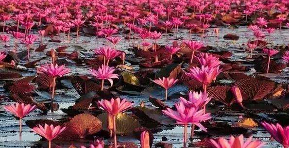 招桃花运的风水，招桃花运物品，让你轻