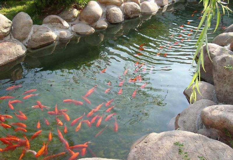 屋前有鱼池是好还是坏，屋前有鱼池是