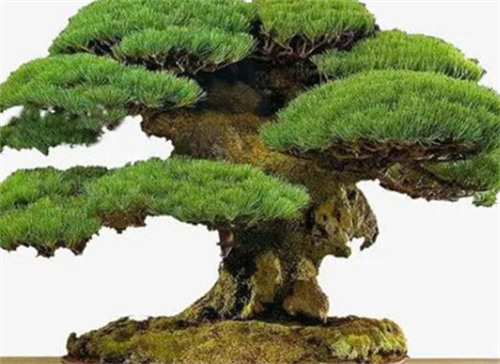 家里放什么，家居风水植物，家里种植什么植物对风水最好