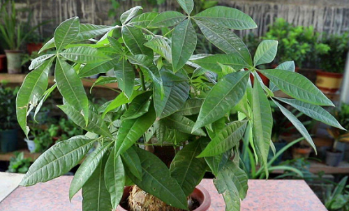 十大客厅风水植物龙血树，十大客厅风水植物旺宅，十大客厅风水植物旺财的有哪些