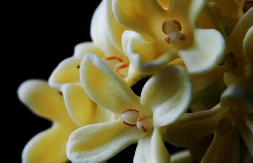 桂花树栽在院子里有什么讲究，桂花树栽在院子里哪个位置好呢，桂花树栽在院子里什么地方好呢