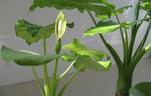 滴水观音植物能放在家里吗，滴水观音植物能放在家里吗，滴水观音植物怎么养