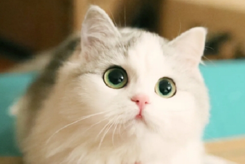 野猫进家有什么预兆还生了六个小猫