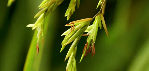 竹子开花意味着什么 不祥之兆，竹子开花意味着什么风水，盆栽竹子开花意味着什么