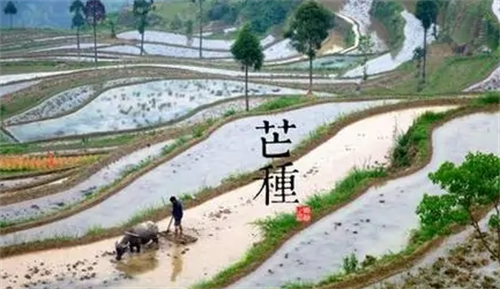 芒种这个节气是干嘛的，芒种节气是什么意思，芒种节气的来历和风俗